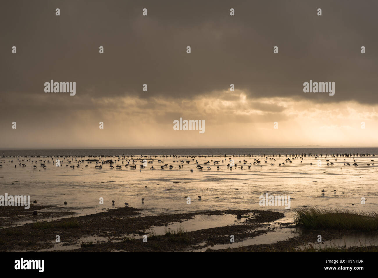 Das dänische Wattenmeer in der Nähe von Mandoe Insel, UNECSCO Weltnaturerbe, Nordsee, Süd-Jütland, Dänemark Stockfoto