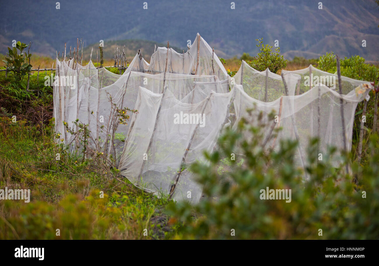 Leute benutzen u.a. Netze als Schutz für ihren kleinen Höfen in Madagaskar Stockfoto