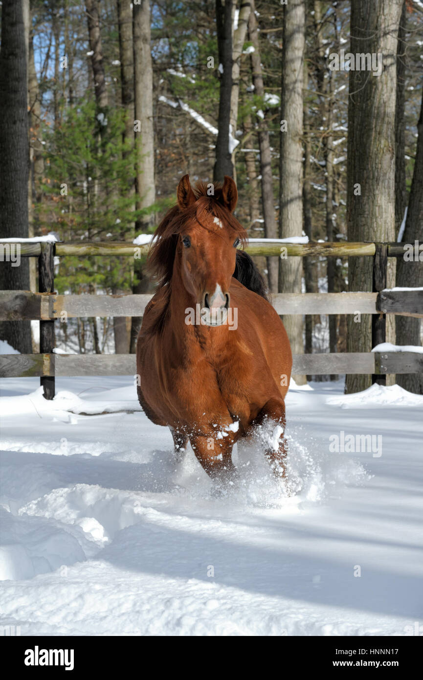 Kastanien Quarter Horse mit ein weißes Gesicht und eine schwarze Mähne und Schweif laufen im Tiefschnee in einem Feld eingepfercht, eingezäunte und sonnendurchflutetes Bauernhof im Winter. Stockfoto