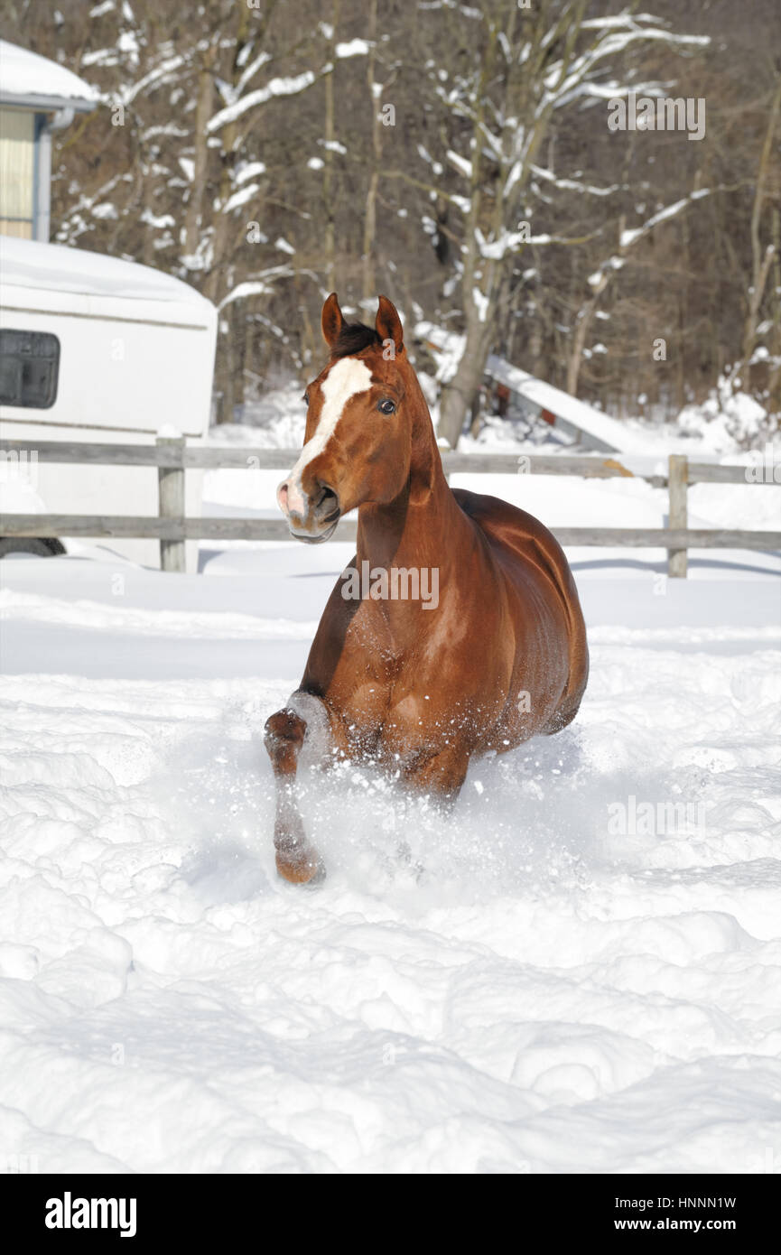 Kastanien Quarter Horse mit ein weißes Gesicht und eine schwarze Mähne und Schweif laufen im Tiefschnee in einem Feld eingepfercht, eingezäunte und sonnendurchflutetes Bauernhof im Winter. Stockfoto