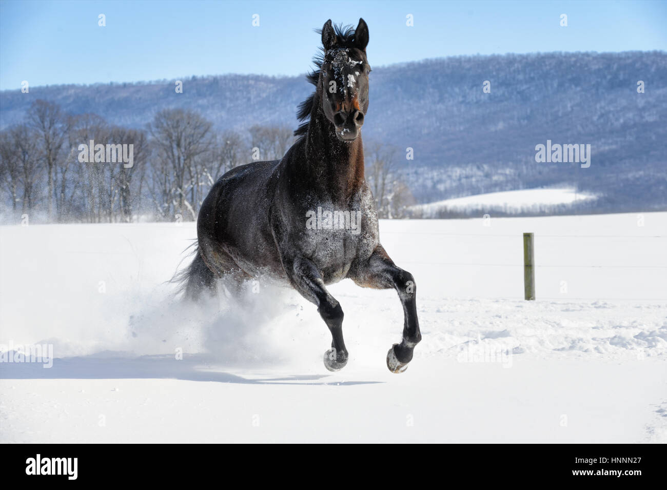 Schwarze Schönheit Viertelpferd mit schwarzen Mähne durch tiefen Pulverschnee in der Nähe einer Baumgrenze in einem sonnendurchfluteten, eingezäunten Hof-Feld im Winter kräftig ausgeführt. Stockfoto