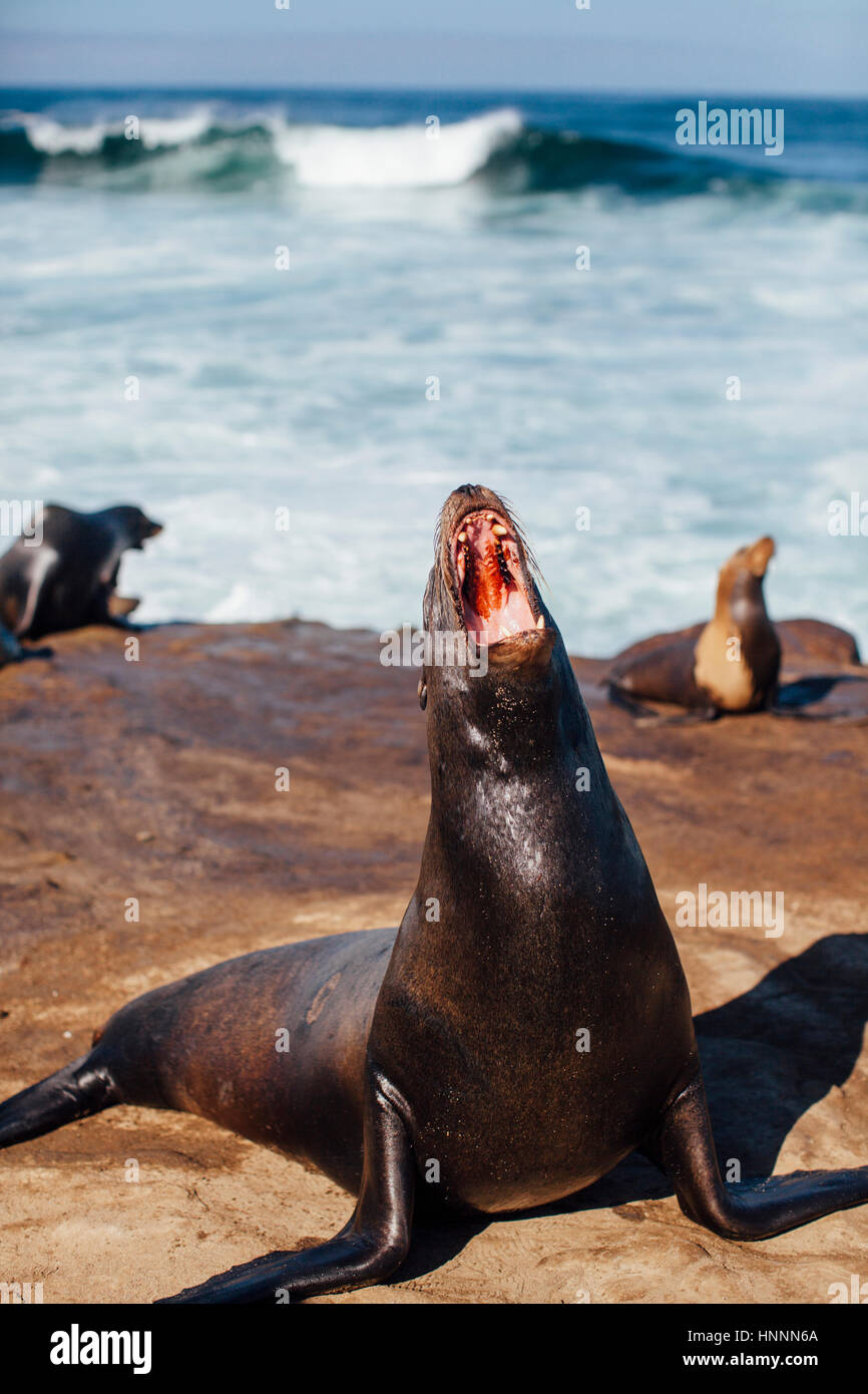 Nahaufnahme von Seelöwen Gähnen bei Rock am sonnigen Tag Stockfoto