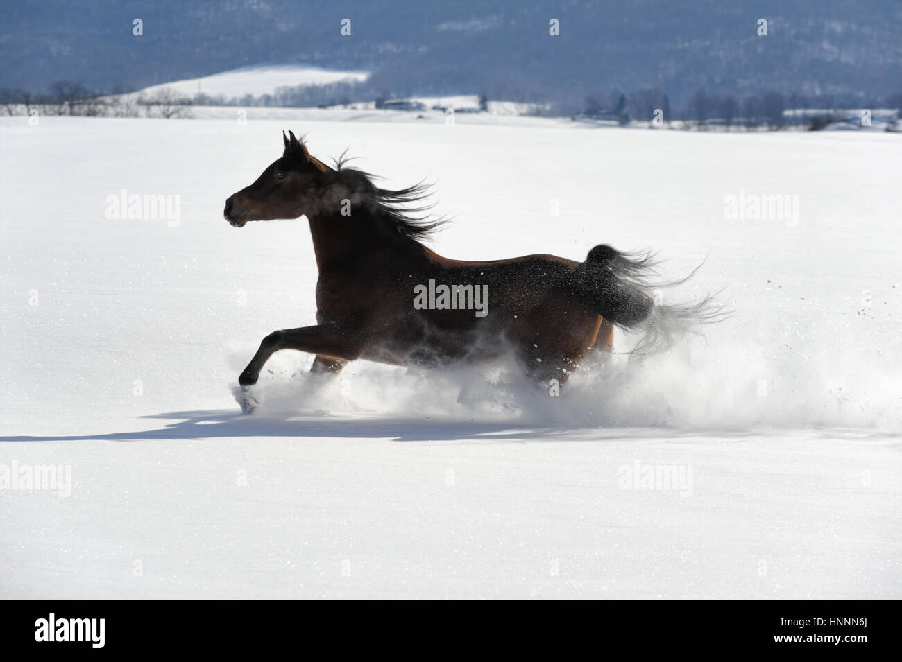Quarter Horse in Seitenansicht mit einer schwarzen Mähne laufen kräftig durch tiefen Pulverschnee in der Nähe einer Baumgrenze in einem sonnendurchfluteten, eingezäunten Hof-Feld im winter Stockfoto