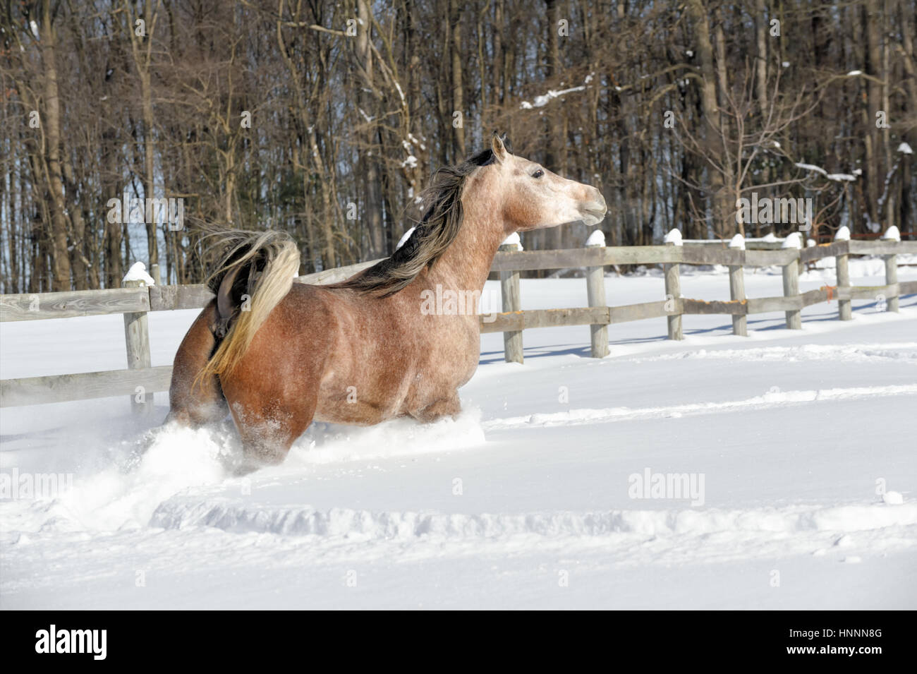 Pferd Rennen im Tiefschnee gleichzeitig eine enge Kurve am Zaun, eine schöne arabische Stute im Winter, Pennsylvania, PA, USA. Stockfoto
