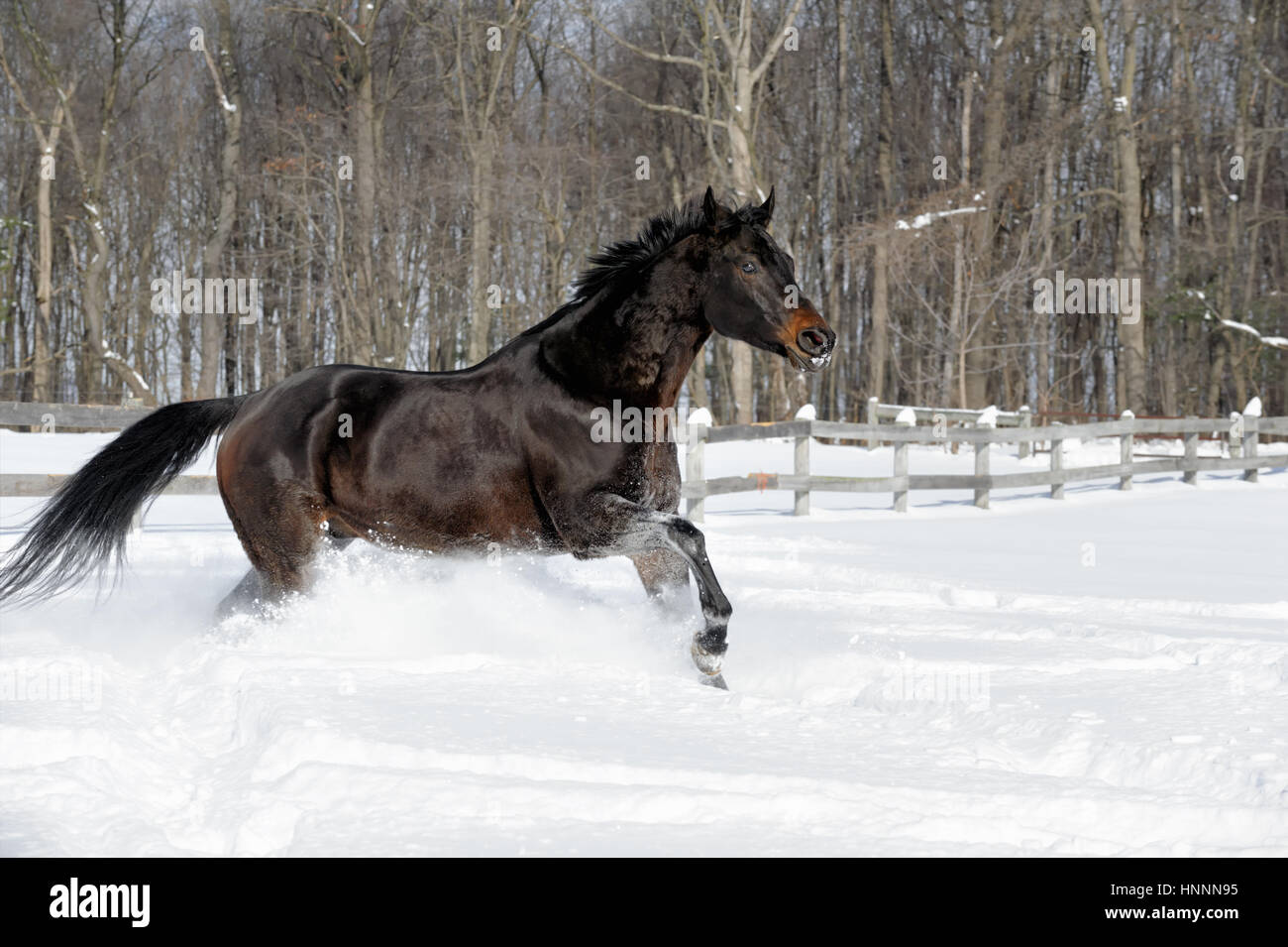 Black Beauty Quarter Horse mit einer schwarzen Mähne Tiefschnee in der Nähe einer Baumgrenze in einem sonnendurchfluteten, eingezäunten Hof-Feld im Winter kräftig durchzogen. Stockfoto