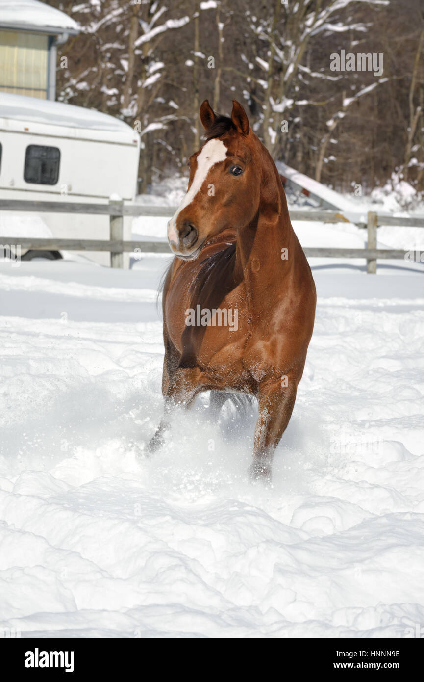 Pferd laufen im Tiefschnee direkt in die Kamera in einem beständigen Yard, eine Kastanie Quarterhorse im Winter. Stockfoto