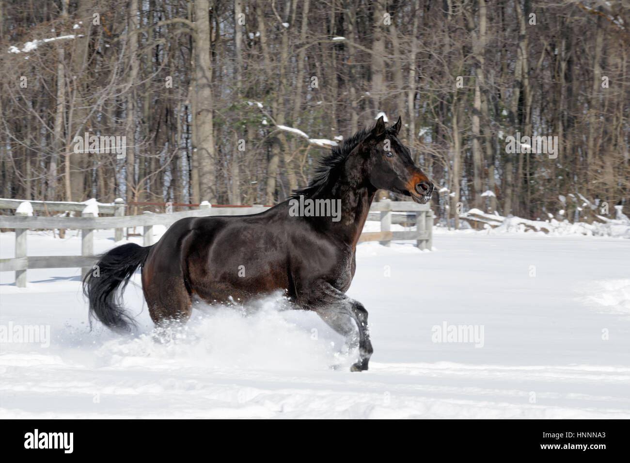 Black Beauty Quarter Horse mit einer schwarzen Mähne laufen kräftig durch tiefen Pulverschnee in der Nähe einer Baumgrenze in einem sonnendurchfluteten, eingezäunten Hof-Feld im winter Stockfoto