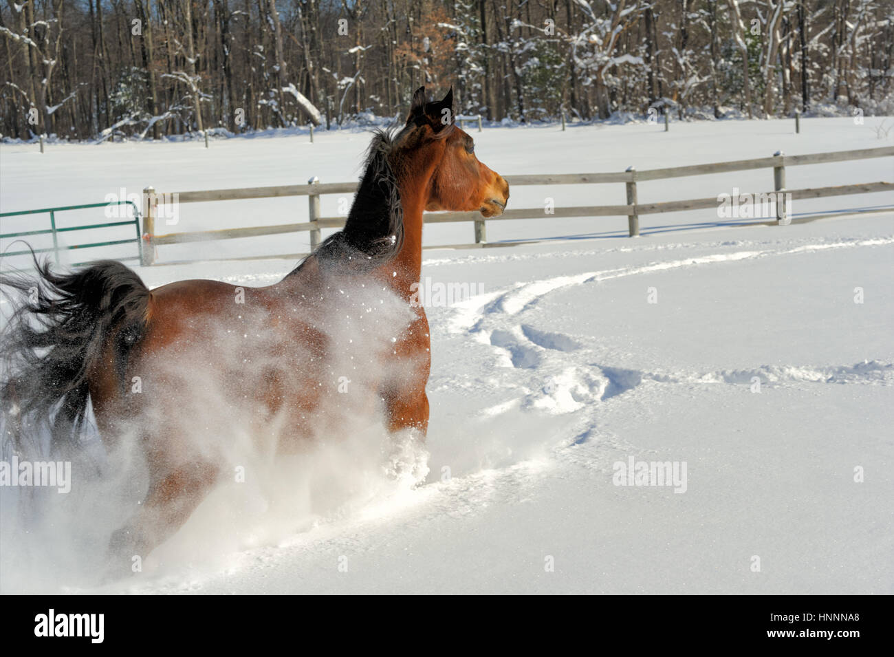 Pferd laufen und kicking Tiefschnee in einem sonnigen eingezäunten Bereich, üppige Bucht arabischen im Winter. Stockfoto