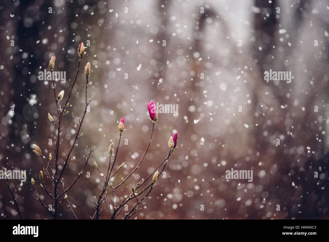 Nahaufnahme von Knospen bei Schnee fallen Stockfoto