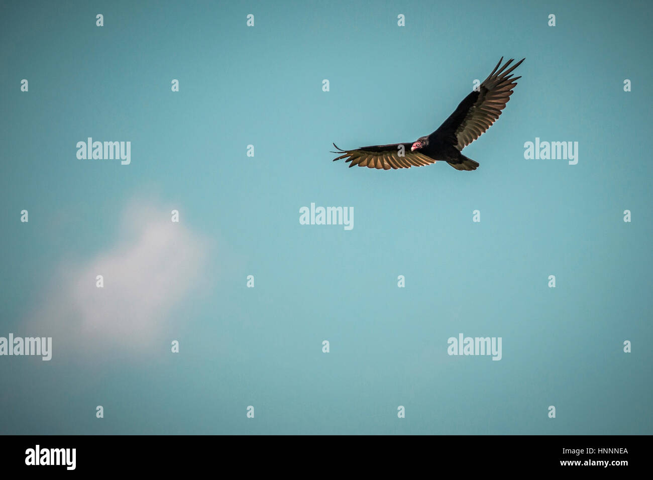 Niedrigen Winkel Ansicht der Vogel fliegt im blauen Himmel Stockfoto