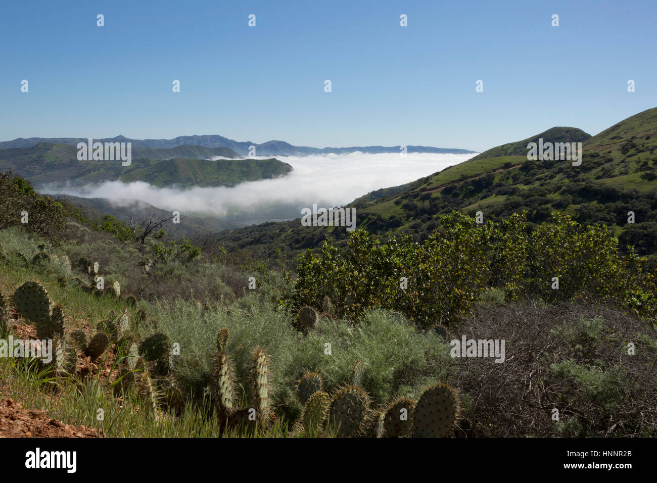 Grüne Insel Catalina Stockfoto