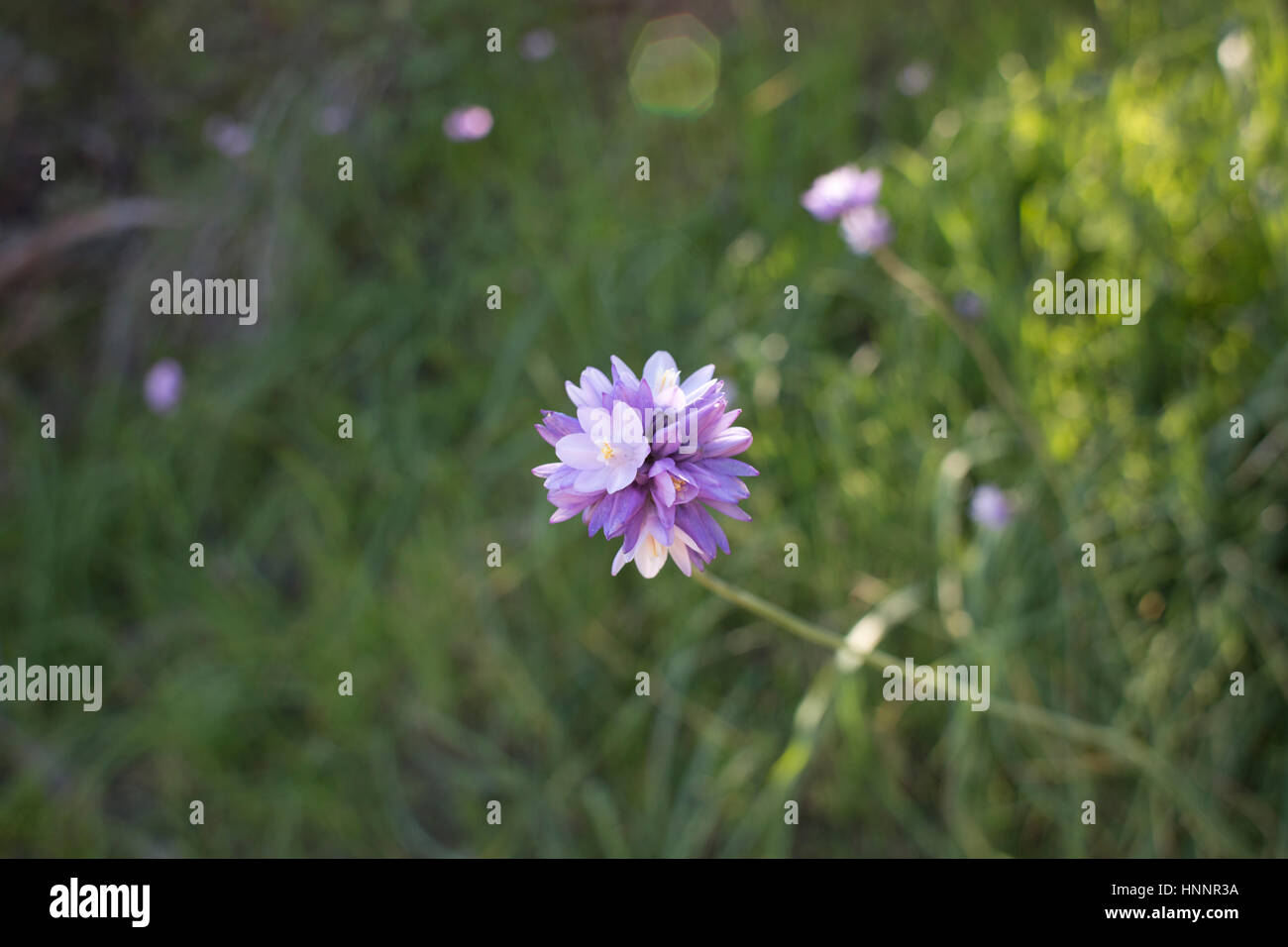 Kleine lila Blüten auf Catalina Island Stockfoto