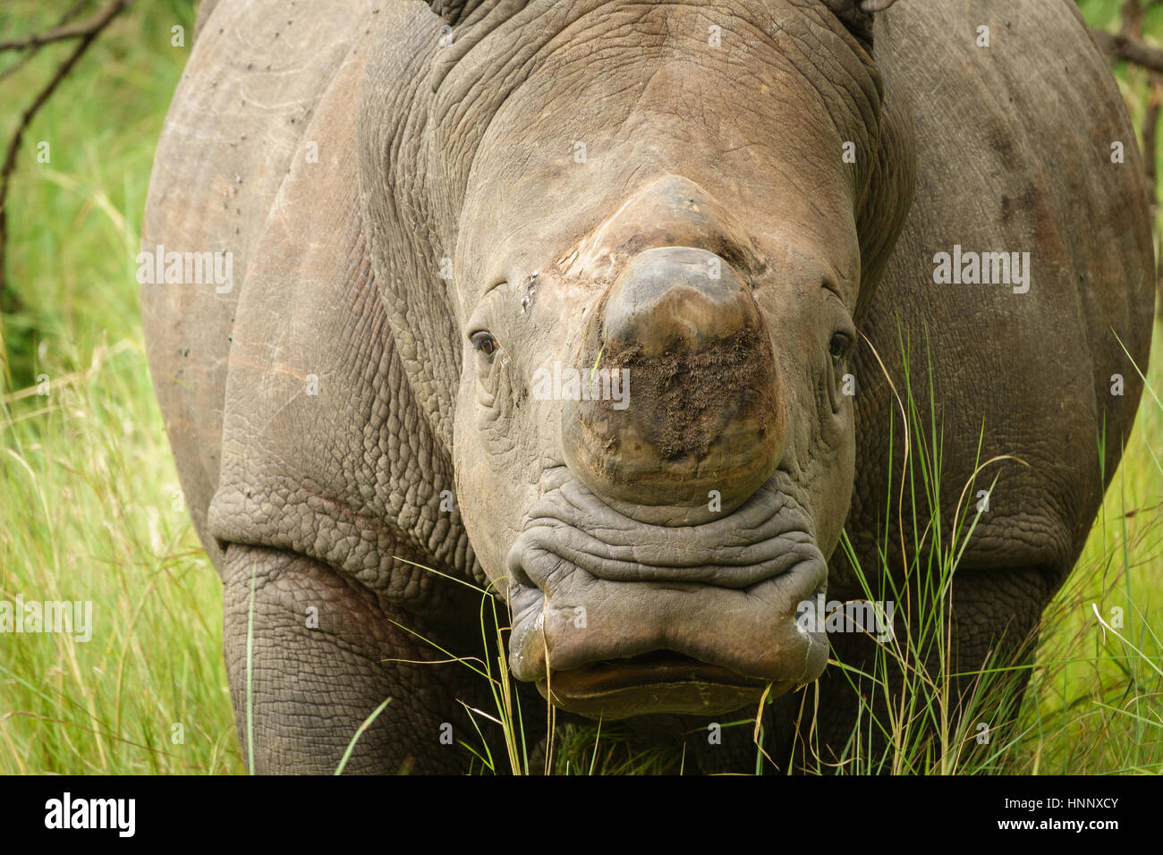 Vorderansicht des Weißes Nashorn ohne Horn in Uganda Stockfoto