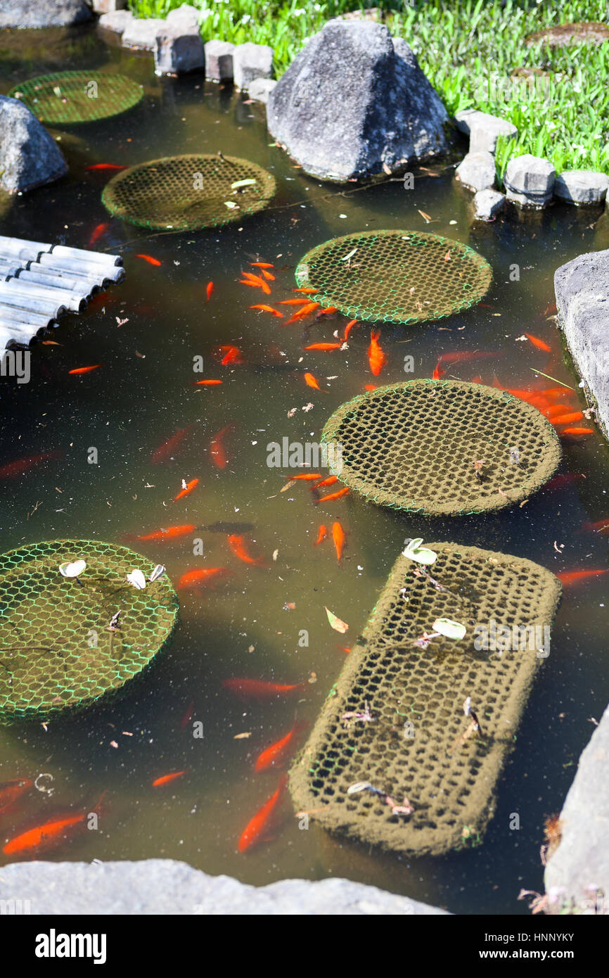 Koi teich hinterhof Fotos und Bildmaterial in hoher Auflösung Alamy