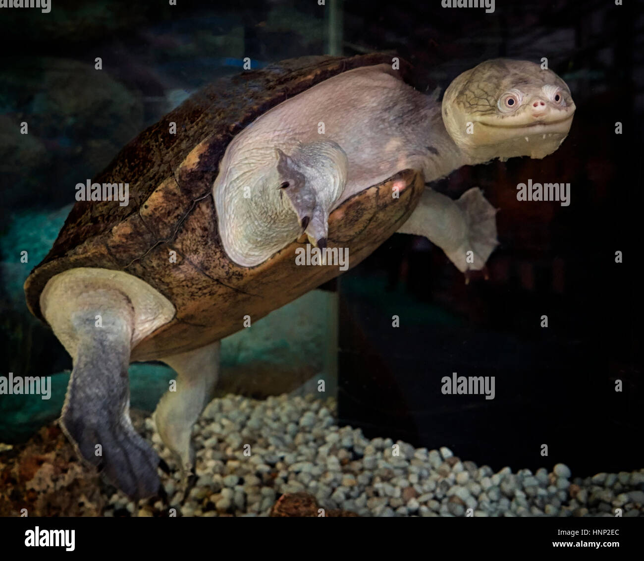 Lustige Tiergesicht einer Schlangenkopf-Schildkröte. Ein scheinbar lächelndes Tier. Stockfoto