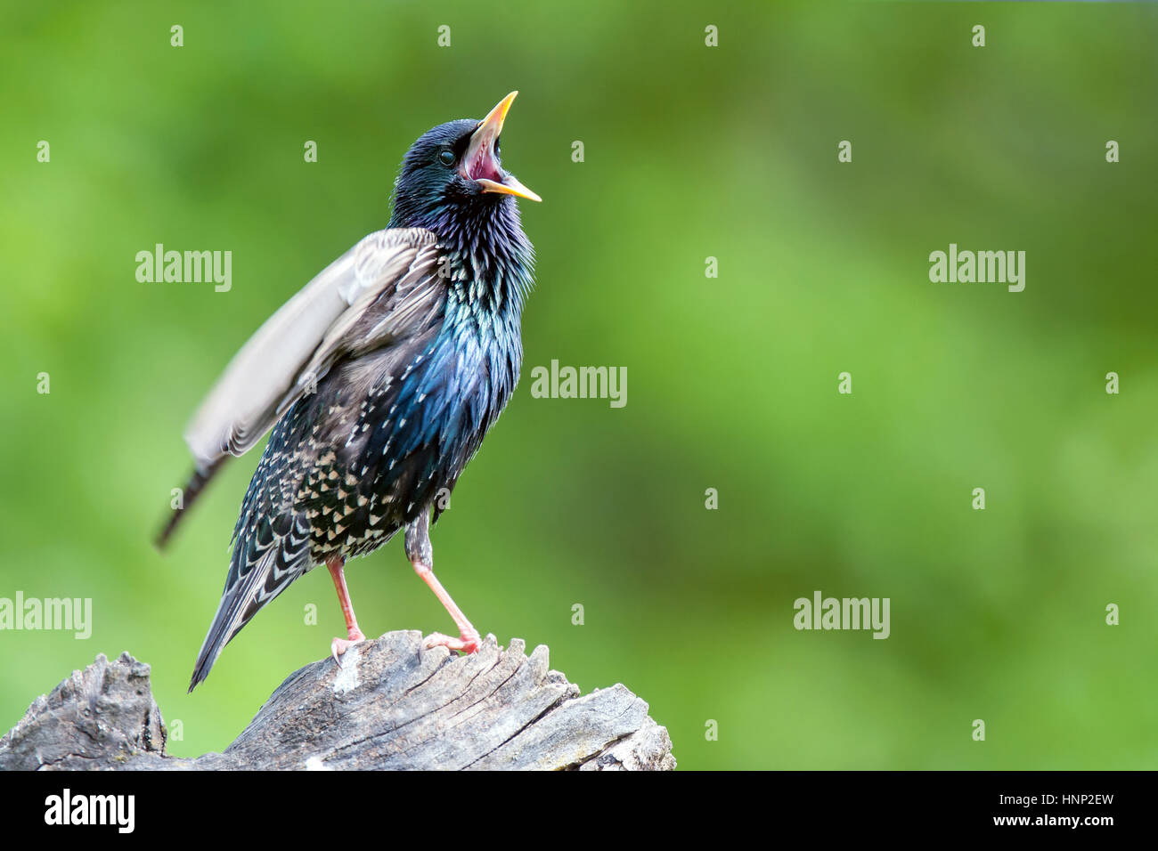 Gemeinsamen Starling hocken auf Baumstumpf und Gesang Stockfoto