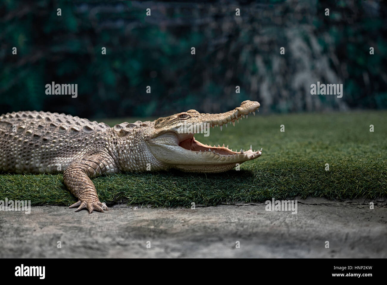 Albino-Krokodil, (Crocodylinae), Mund öffnen, Thailand, Südostasien Stockfoto