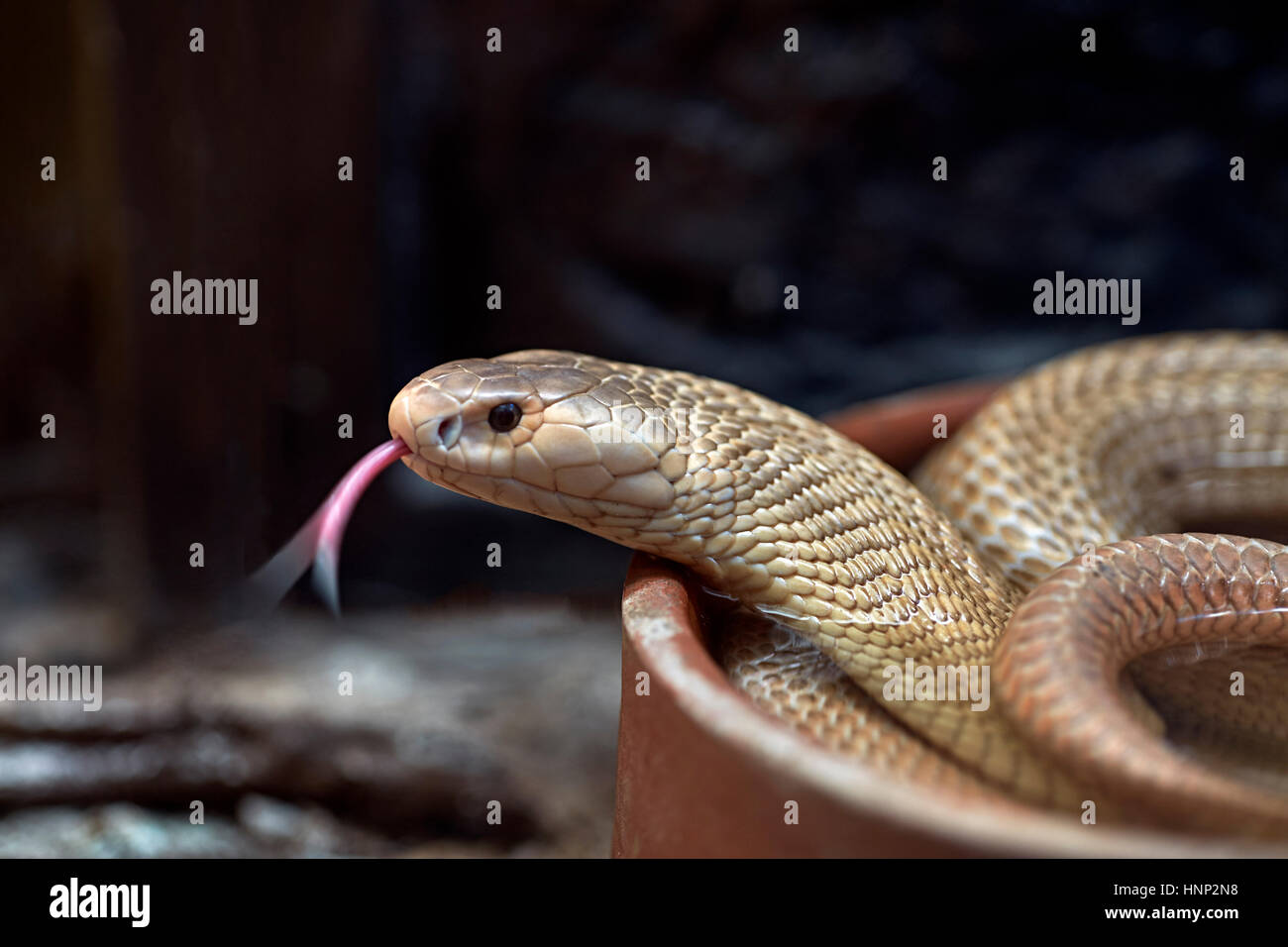 Albino Cobra, monocled Kobra (Naja Kaouthia), asiatische Giftschlange. Zunge heraus. Thailand-Südostasien Stockfoto