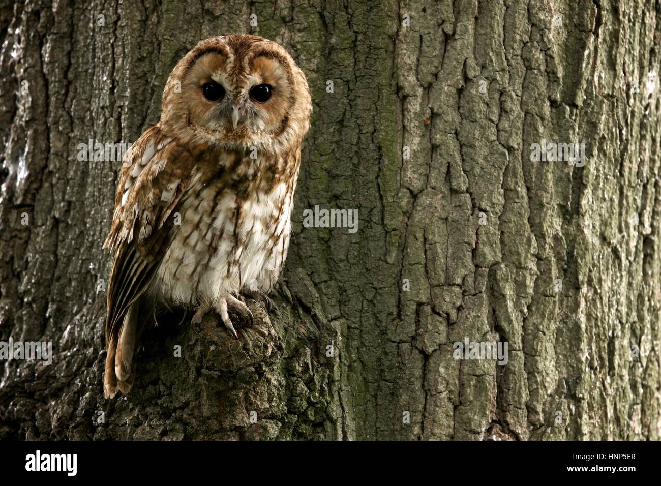 Waldkauz thront neben einem Baumstamm Stockfoto