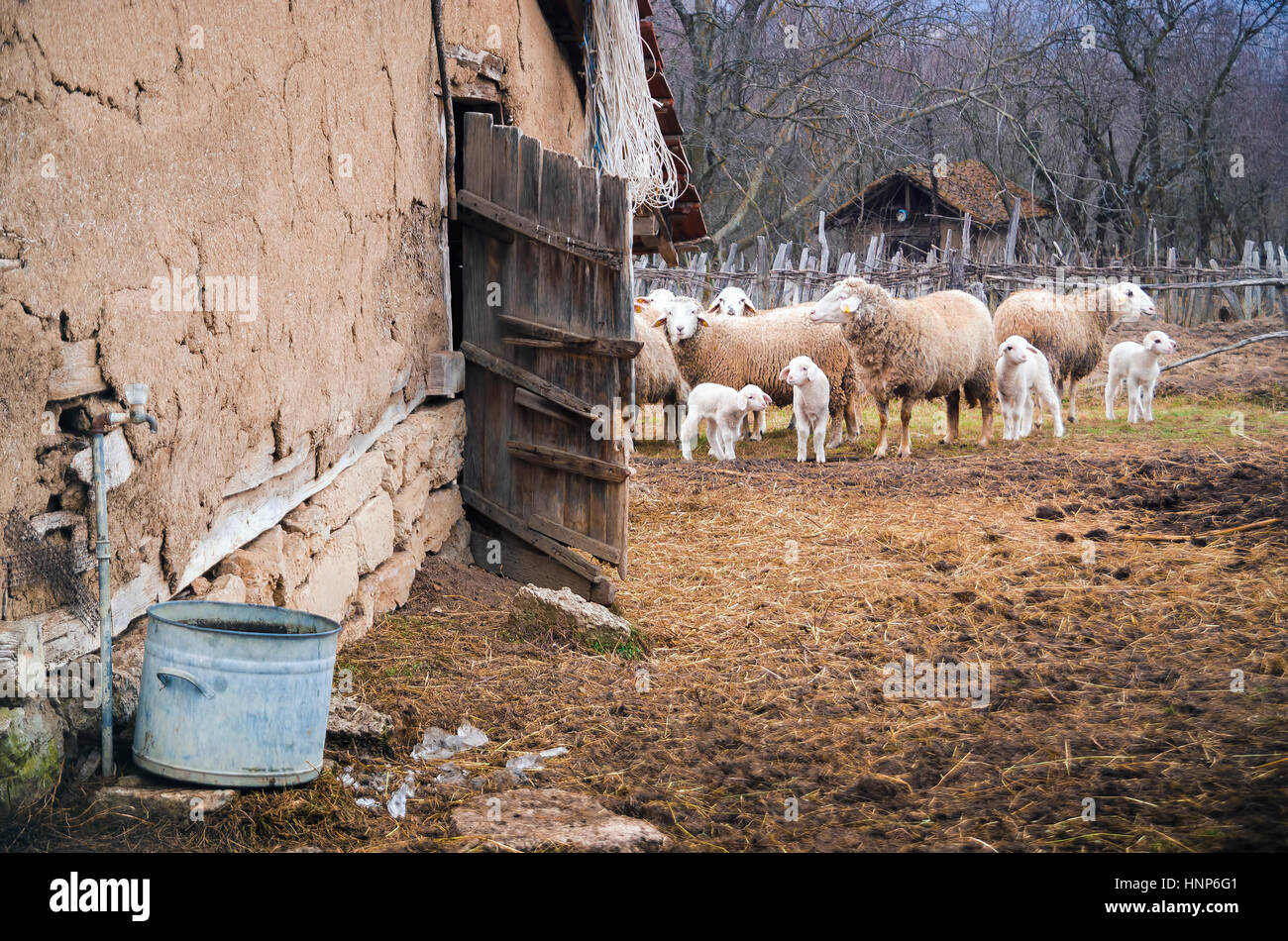 Schafe auf einer Farm in der Nähe des alten Hauses Stockfoto