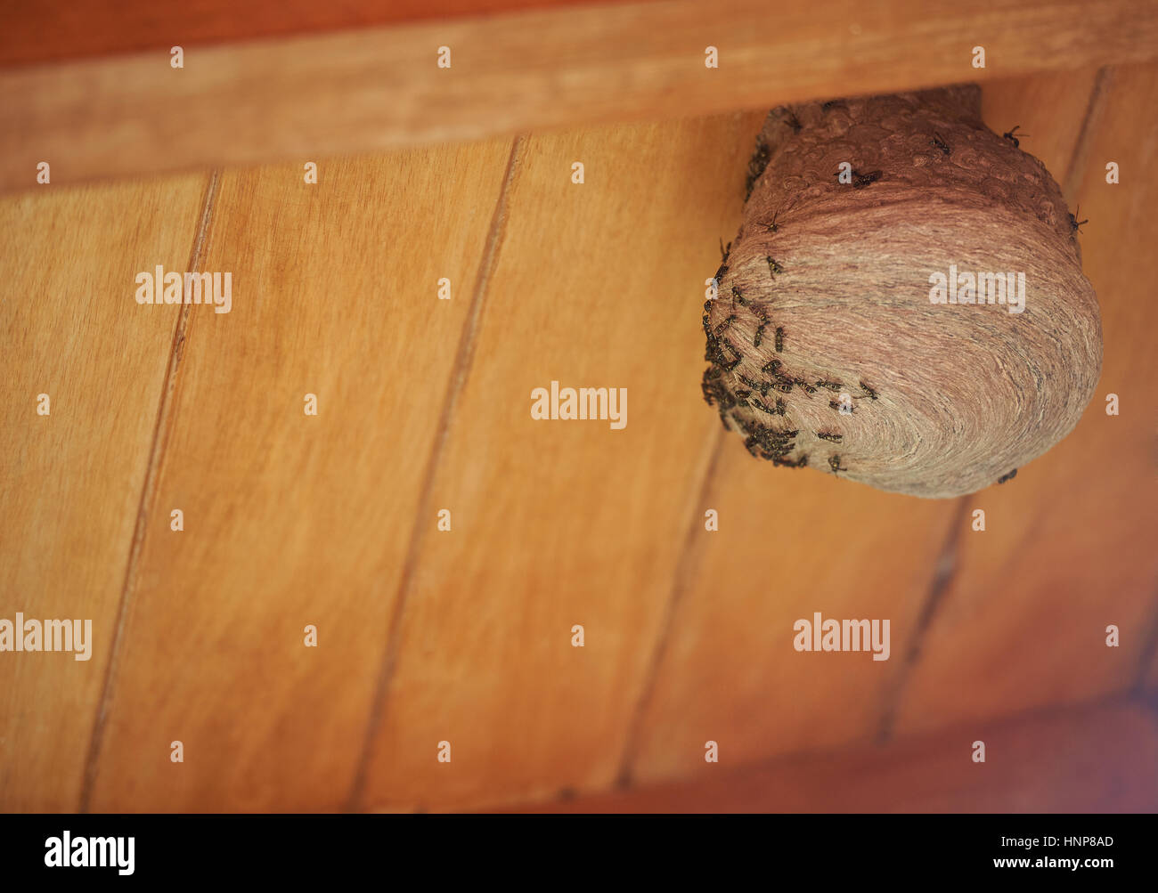 Kolonie von Wespen Nestbau auf Holzhaus Dach Stockfoto