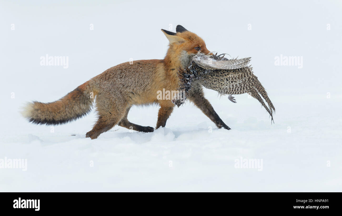 Rotfuchs (Vulpes Vulpes) laufen durch den Schnee, mit Beute, Henne Fasan (Phasianus Colchicus), Moravia, Tschechien Stockfoto