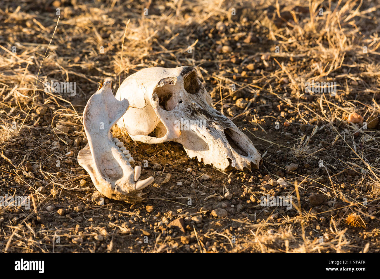 Tierischen Schädel, Skelett auf dem Boden, mashatu Game Reserve, Tuli Block, Botswana Stockfoto