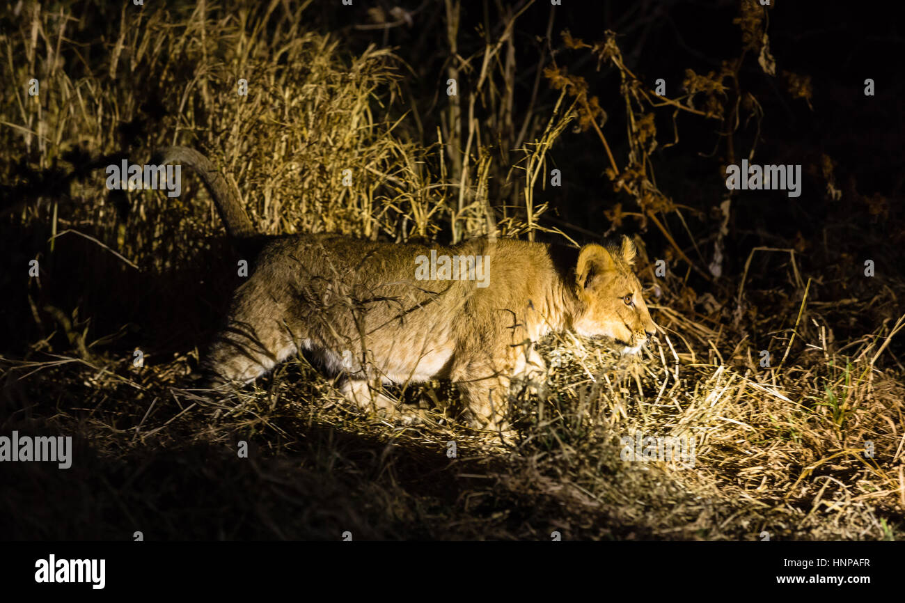 Löwe (Panthera leo), juvenile Wandern in der Nacht im Rampenlicht, mashatu Game Reserve, Tuli Block, Botswana Stockfoto