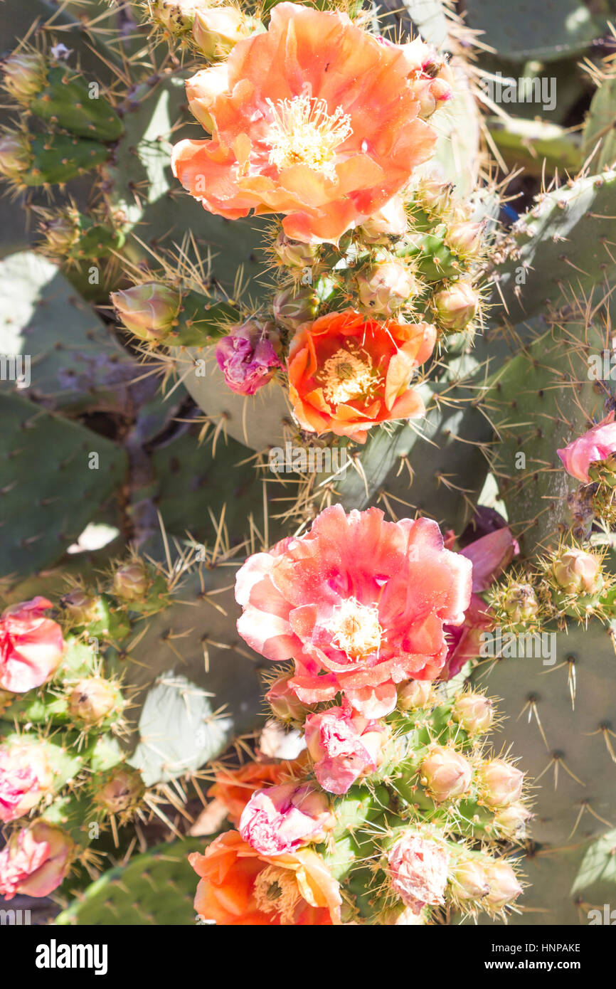 Apricot Glow, Echinopsis, blühenden Kaktus Pflanze. Stockfoto