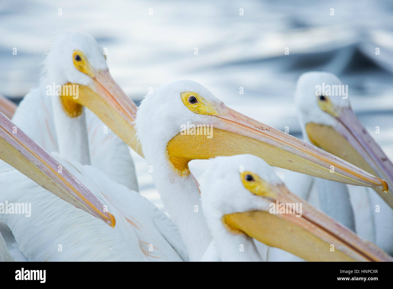Ein Schwarm weißer Pelikane alle ihren großen Schnäbeln in weiches Licht auf der Suche nach Nahrung halten. Stockfoto
