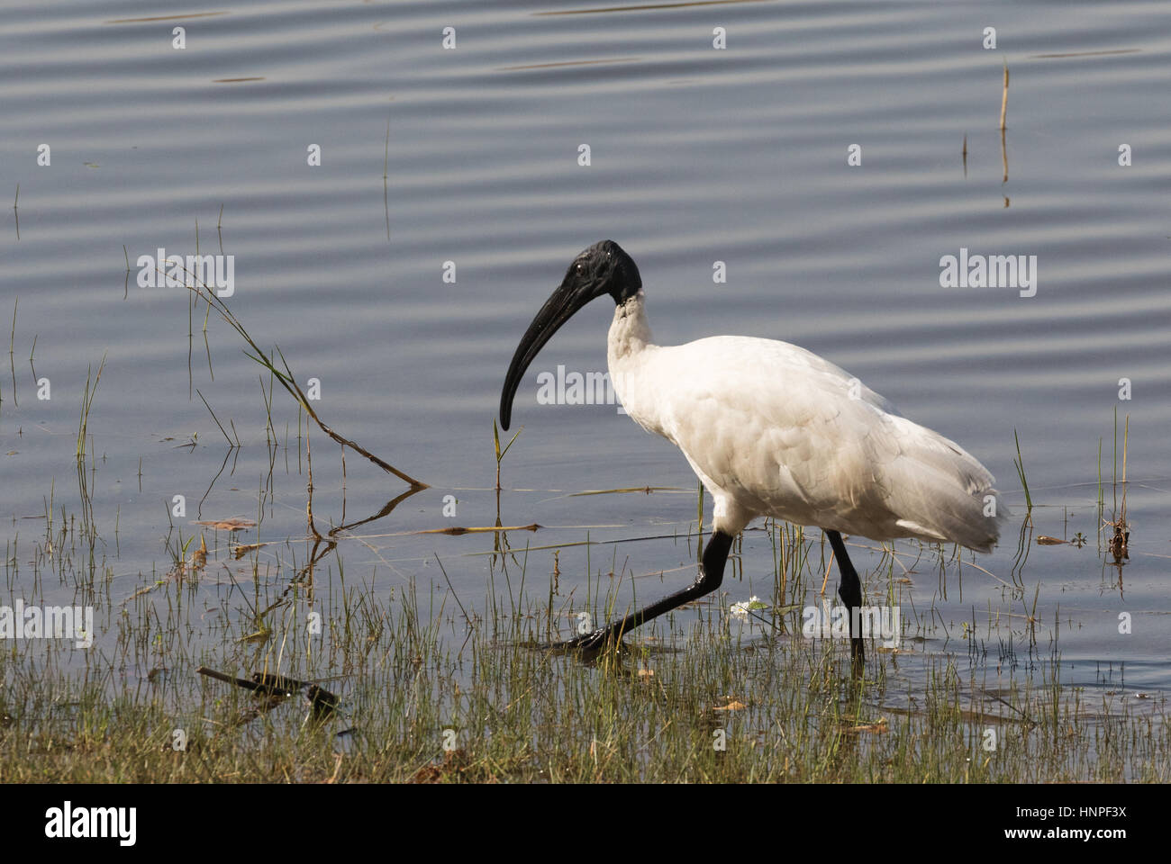 Eine schwarze Leitung Ibis oder Oriental White Ibis (Threskiornis Melanocephalus), Tadoba Nationalpark, Indien Stockfoto