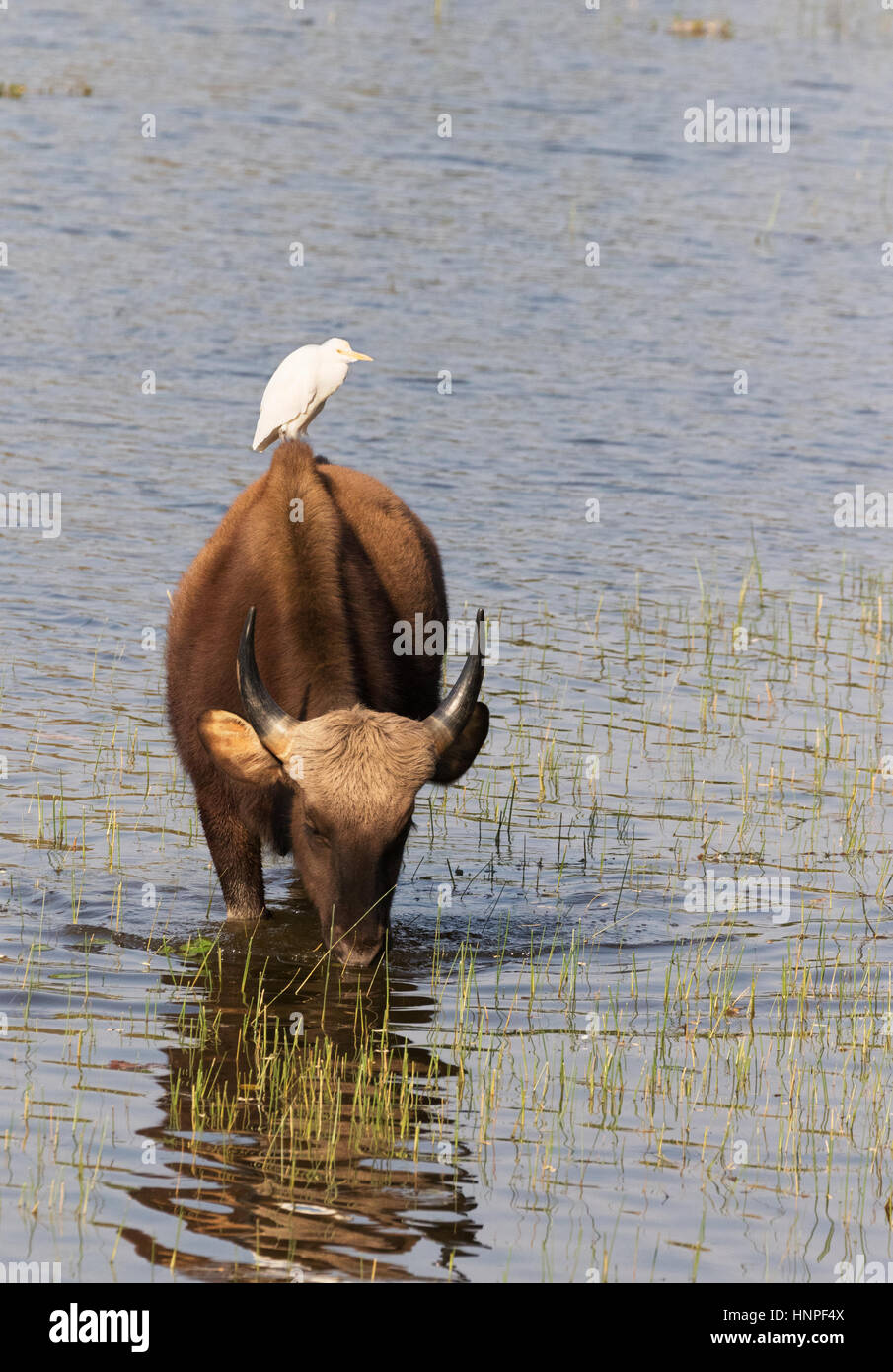 Ein Gaur oder indische Bison, (Bos Gaurus), stehend im Wasser mit einem Kuhreiher auf seinen Rücken, Tadoba Nationalpark, Indien, Asien Stockfoto