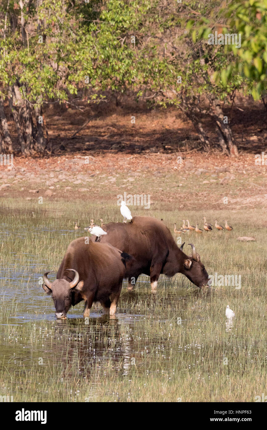 Ein paar Gaur oder indische Bison (Bos Gaurus), mit Kuhreiher auf dem Rücken, Tadoba Nationalpark, Indien Stockfoto