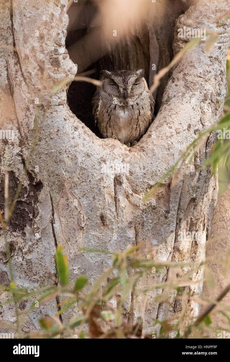 Indische Zwergohreule Eule, Otus Bakkamoena, Tadoba Nationalpark, Indien, Asien Stockfoto