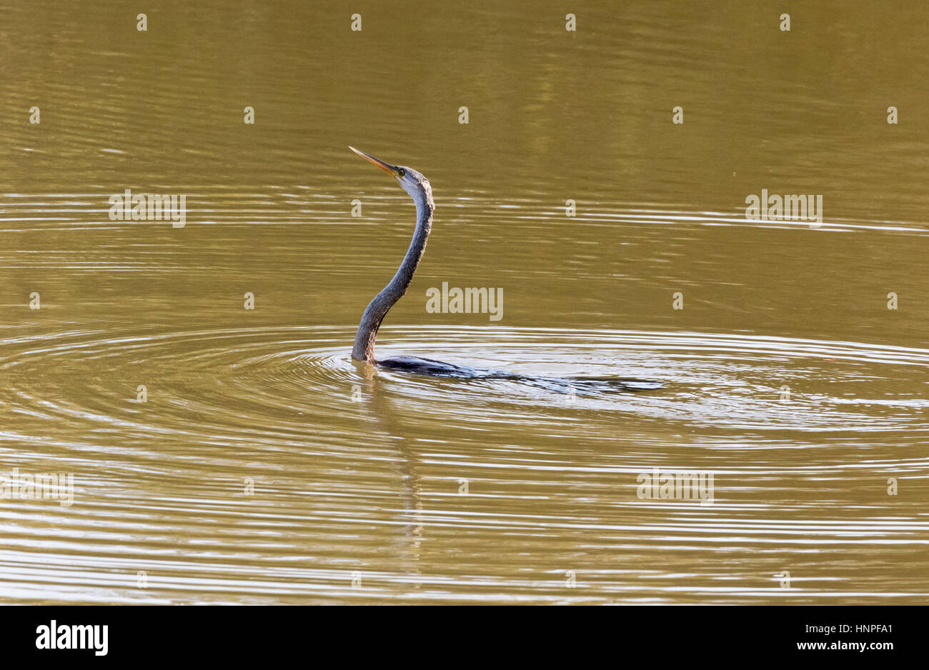 Eine orientalische Darter oder indischen Darter, manchmal genannt Snakebird (Anhinga Melanogaster), im Wasser, Tadoba Nationalpark, Indien Stockfoto