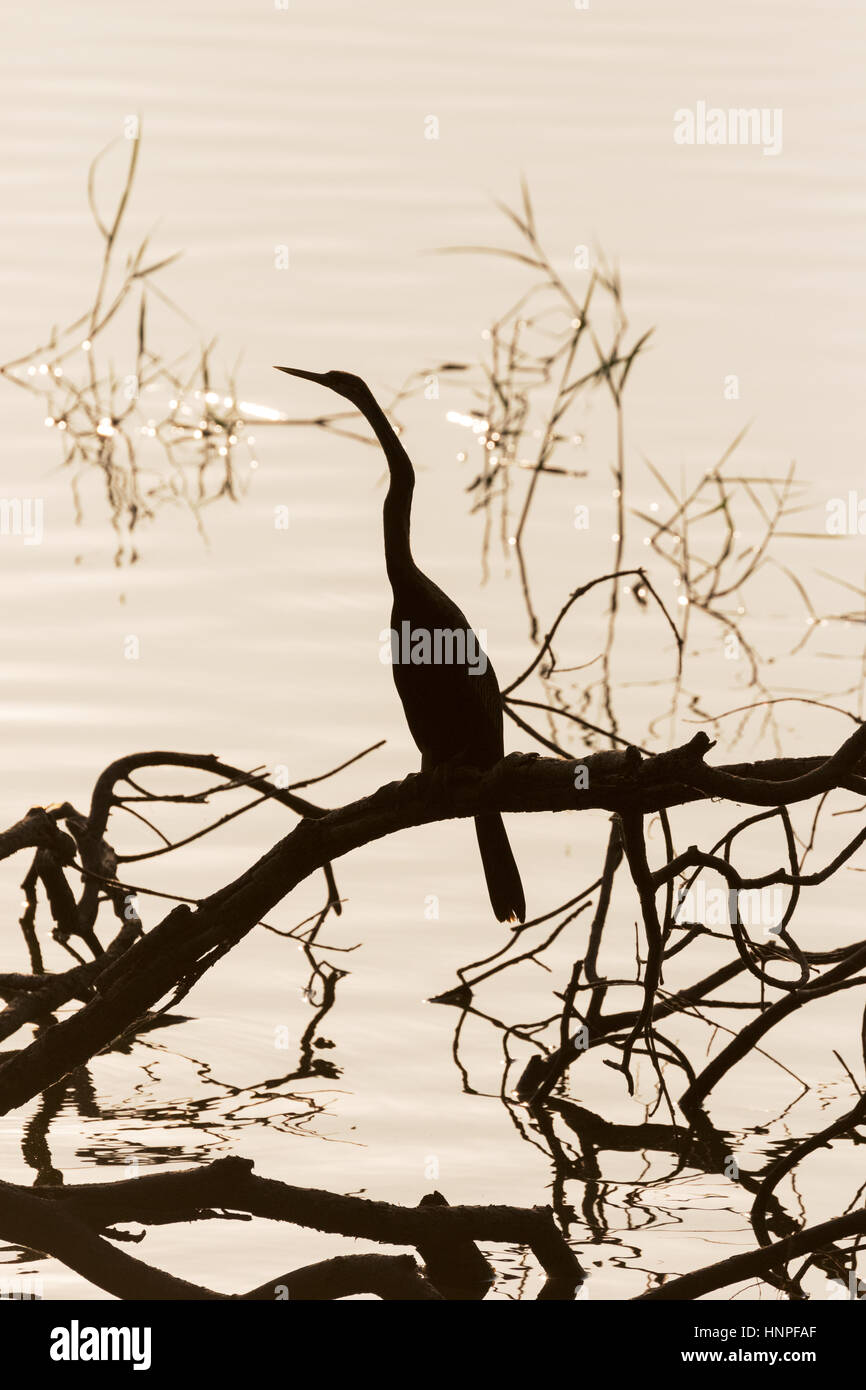 Oriental-Darter, indischen Darter oder Snakebird, (Anhinga Melanogaster), gegen das Wasser, Tadoba See Tadoba Nationalpark, Indien, Asien Stockfoto