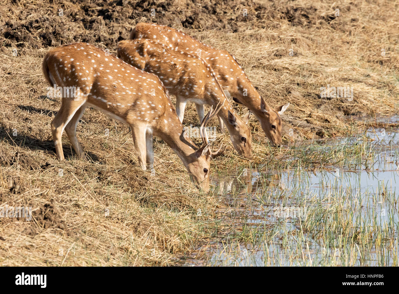 Eine männliche und zwei weibliche entdeckt Hirsche, bekannt als Axishirsch oder Chital (Axis Axis), Trinkwasser, Tadoba Nationalpark, Indien Stockfoto