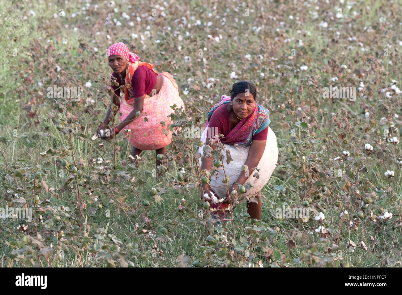 Indische Frauen arbeiten beim Baumwollpflücken in einem Baumwollfeld im Bundesstaat Maharashtra, Indien und Asien Stockfoto