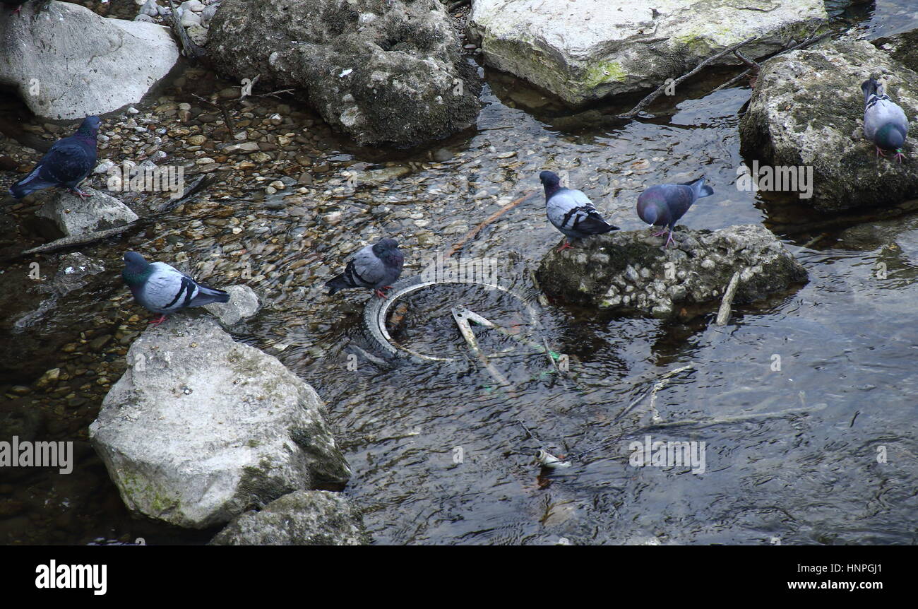 Vögel sehen Sie sich ein Fahrrad in einem Strom von Wasser Bild mit Kopie Raum im Querformat versenkt Stockfoto