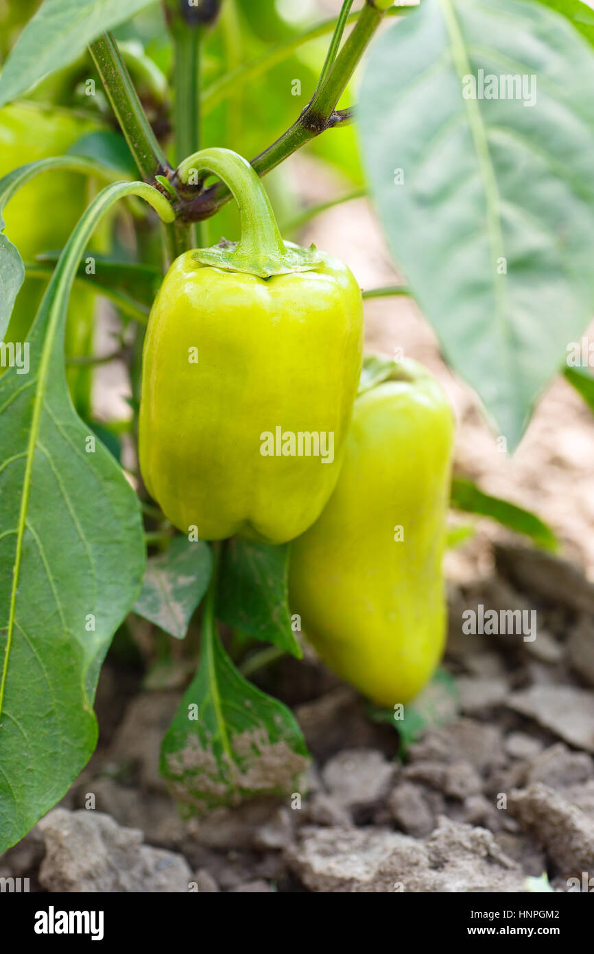 grüne Paprika im Garten wächst. Grüner Paprika Busch im Hof hängen. Grüne Paprika Pflanze oder Paprika Stockfoto