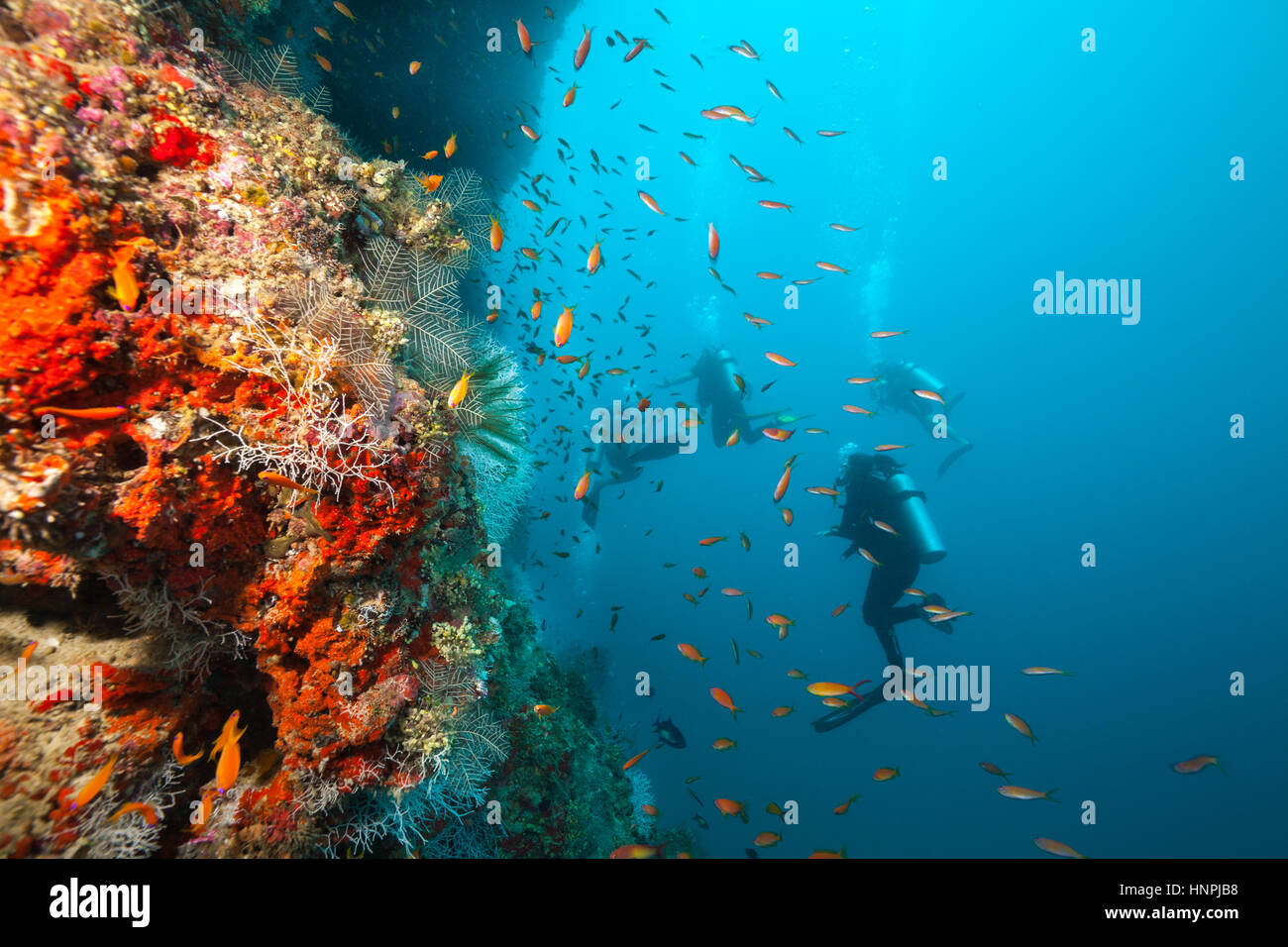 Gruppe von Tauchern Korallenriffe, Atolle der Malediven, Indischer Ozean zu erkunden. Viel schöne farbige kleine Fische und Weichkorallen im Vordergrund Stockfoto