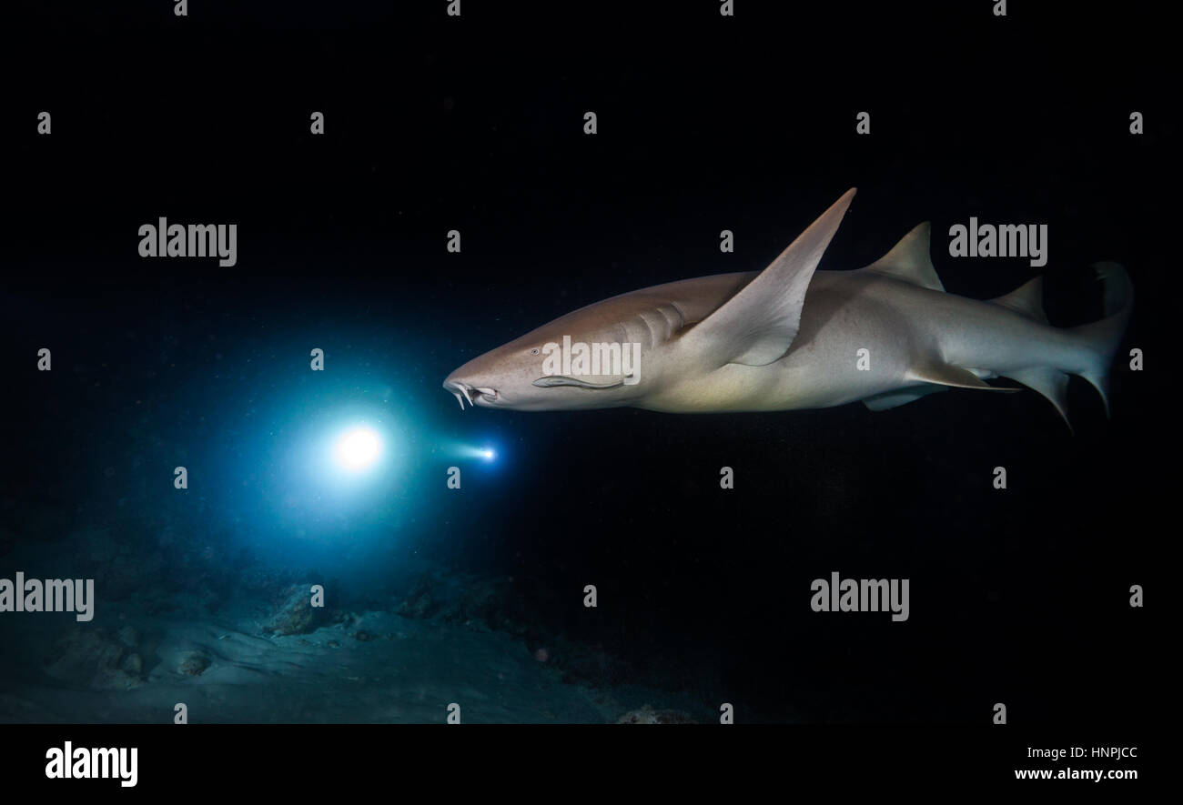 Bonnethead Haifisch-Jagd bei Nacht, Taucher mit Fackeln auf Hintergrund Stockfoto