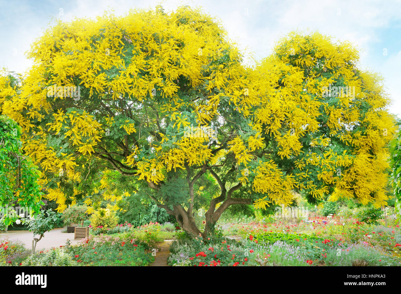 Baum mit gelben Blüten im Sommerpark Stockfoto