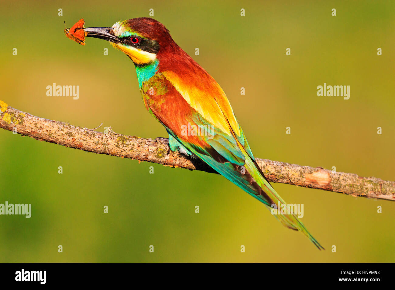 regenbogenfarbenen Vogel mit Insekt gelben Schmetterling, tropische Vögel, wunderschöne Vögel, Wildnis, schöne Stockfoto
