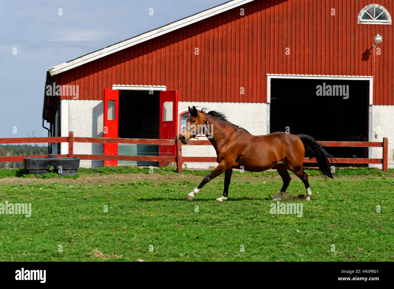 Braune, schwarze und weiße Pferd Rennen außerhalb eines landwirtschaftlichen Gebäudes im Frühjahr. Stockfoto