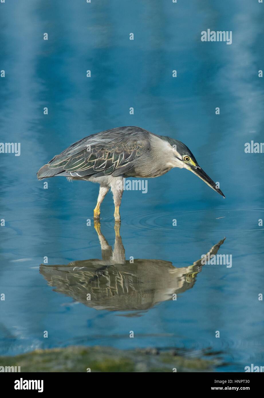 Porträt Reflexion des kleinen Heron - Butorides Striata - stehen im flachen Wasser mit Reflektionen und abstrakten Mustern himmelblauen blau-und Grüntöne. Stockfoto