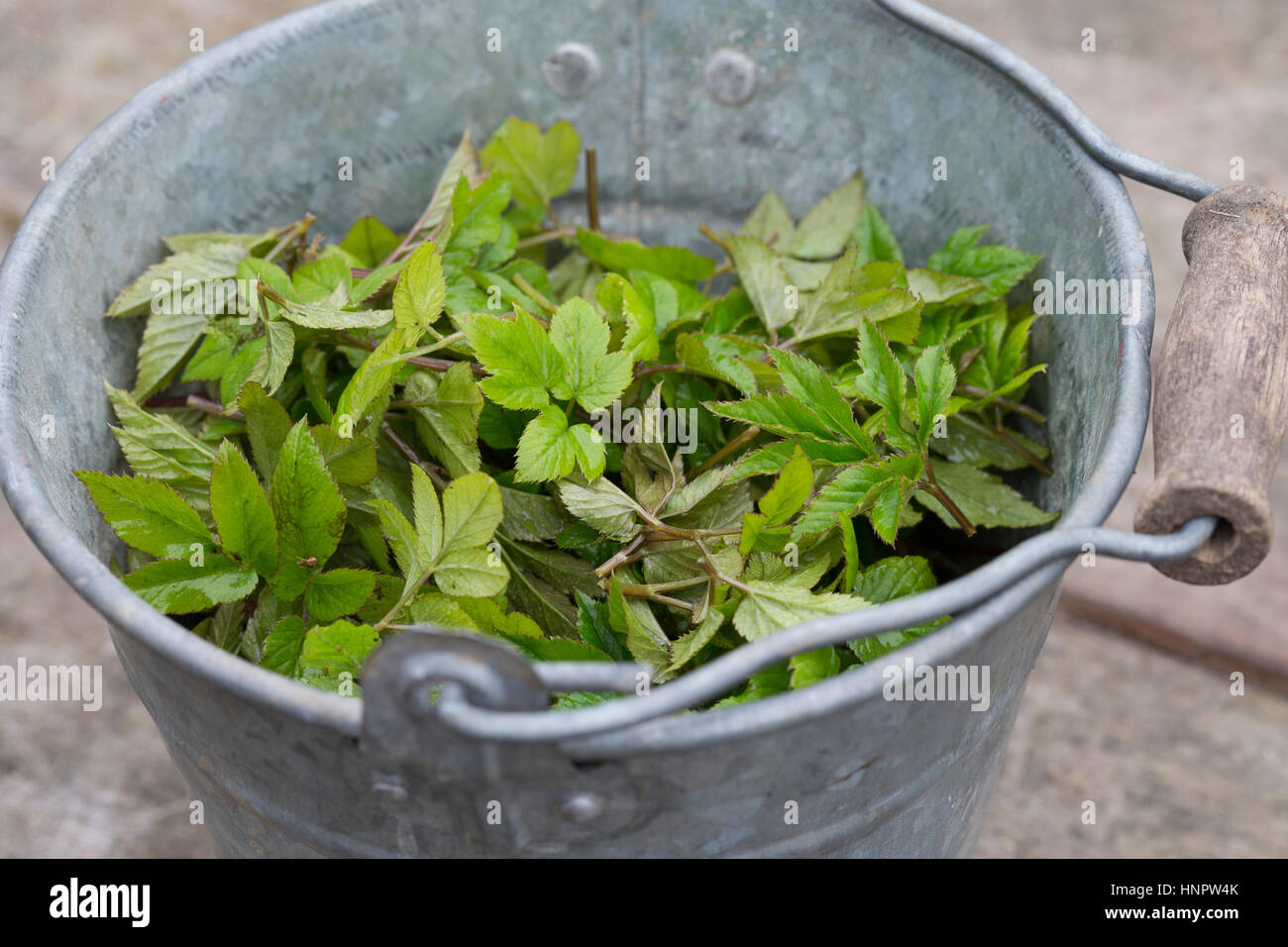 Gewöhnlicher Giersch, Ernte, Ernten, Kräuter Sammeln, Kräuterernte, Geißfuß, Junge, Zarte Blätter Im Frühjahr Vor der Blüte, Aegopodium Podagraria, Bi Stockfoto