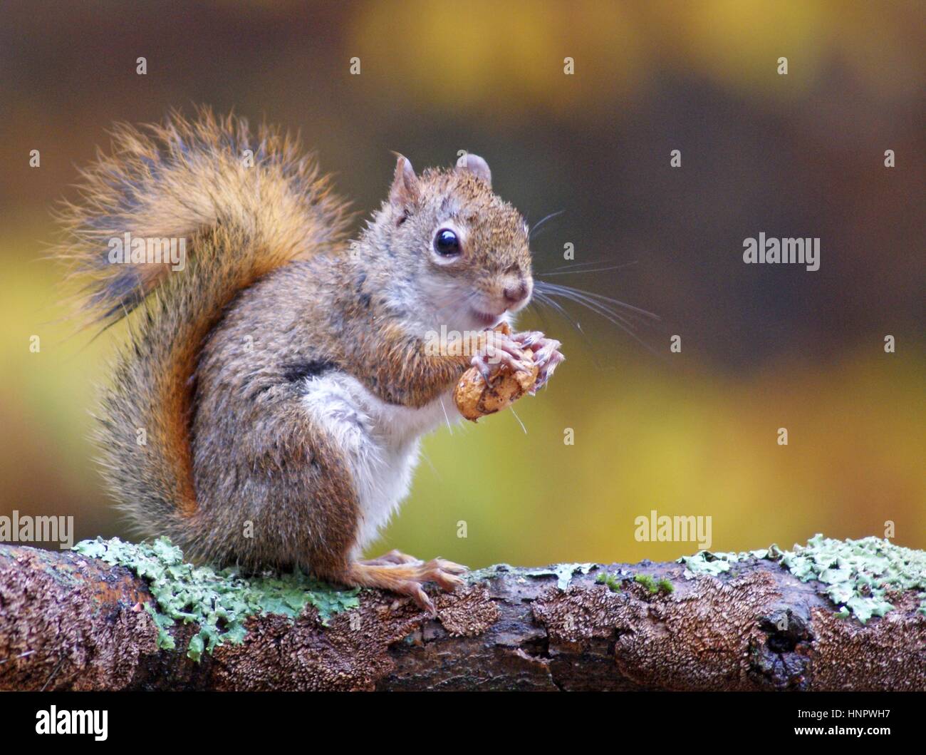 Eine amerikanische rote Eichhörnchen sitzt auf einem Ast Essen Tante im Herbst Stockfoto
