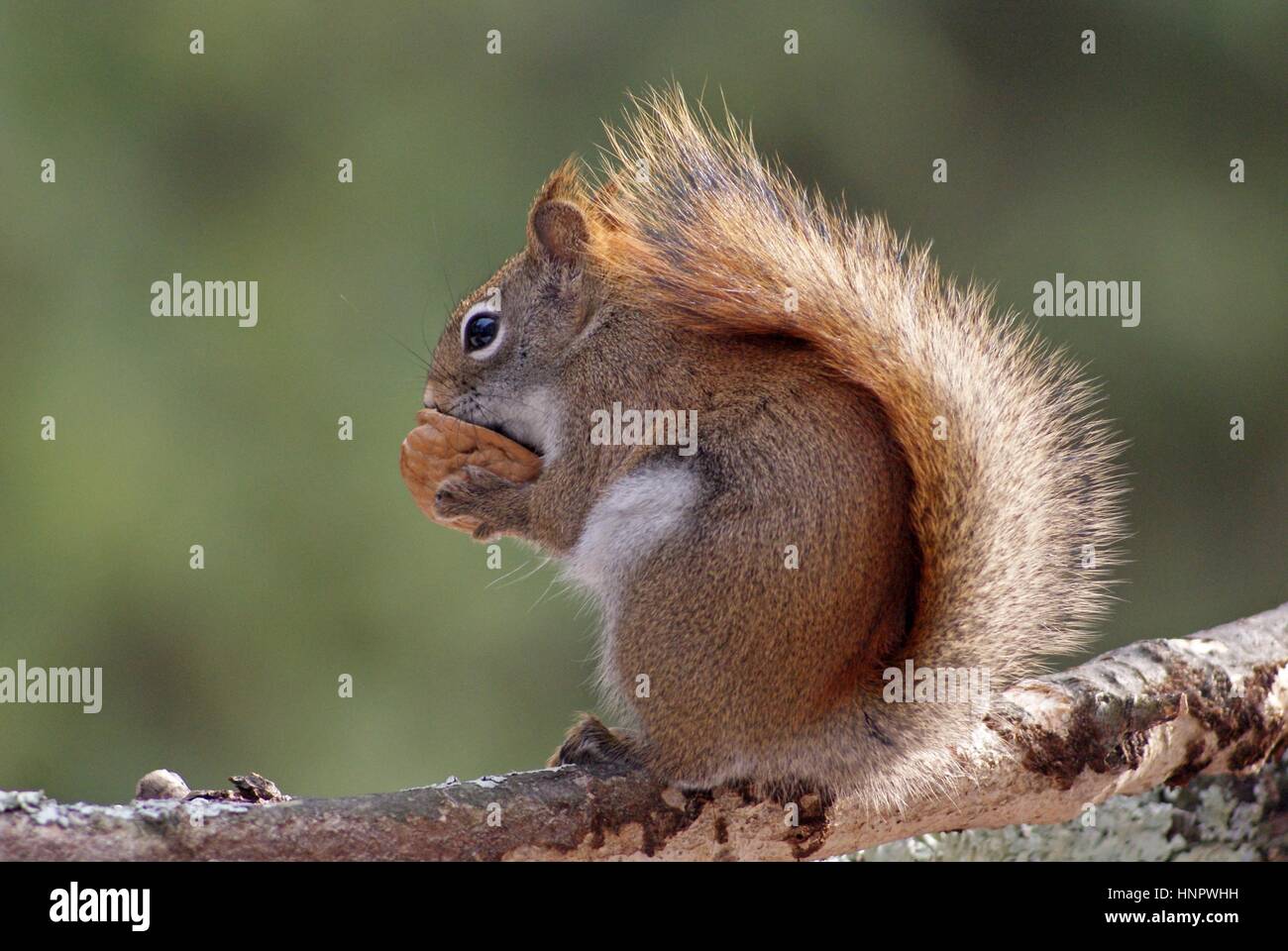 Ein amerikanisches rotes Eichhörnchen Tamiasciurus hudsonicus, das auf einem Ast sitzt und eine Nuss isst. Stockfoto