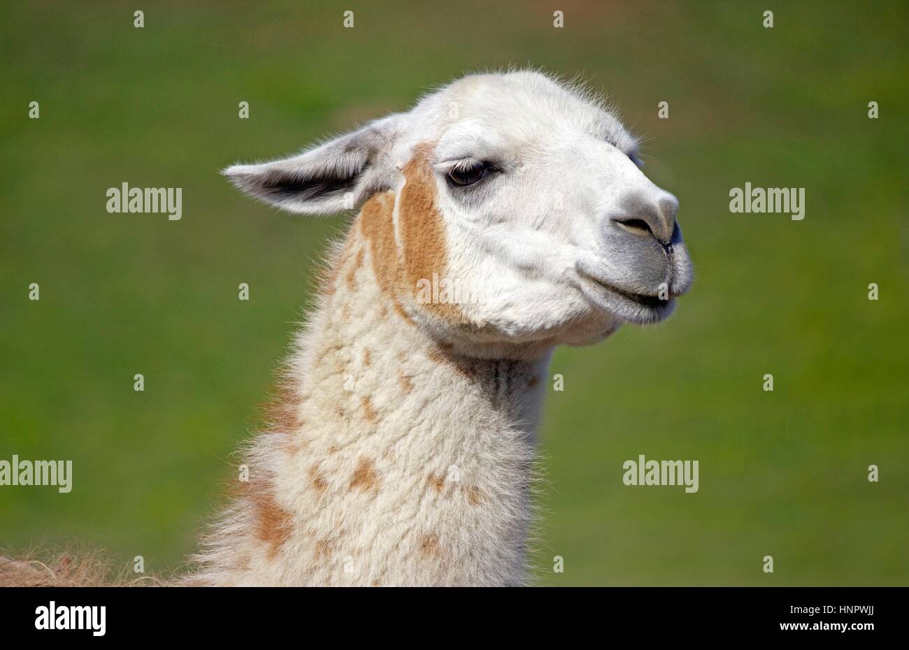 Das Gesicht von einem braunen und weißen Lama in einem Feld. Stockfoto